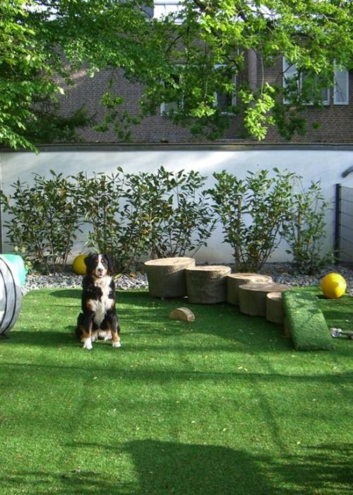Hund sitzt im Garten mit Kunstrasen
