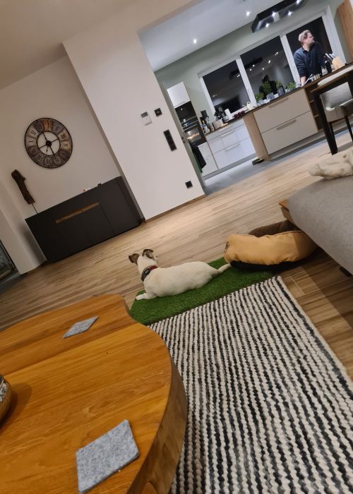 Hund liegt auf Kunstrasen Hundedecke