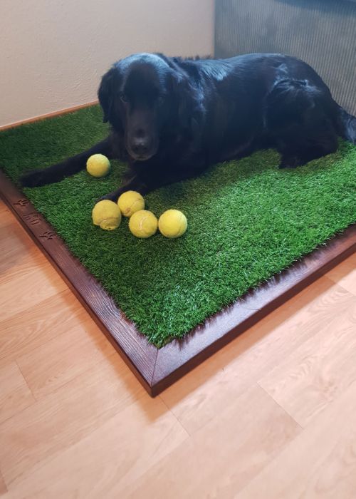 Hund liegt auf Kunstrasen Hundedecke