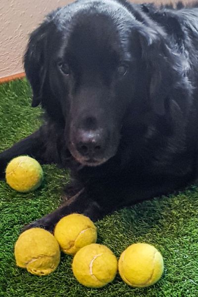 Mo - Schwarzer Hund