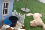 Hunde spielen glücklich im Kunstrasen Garten