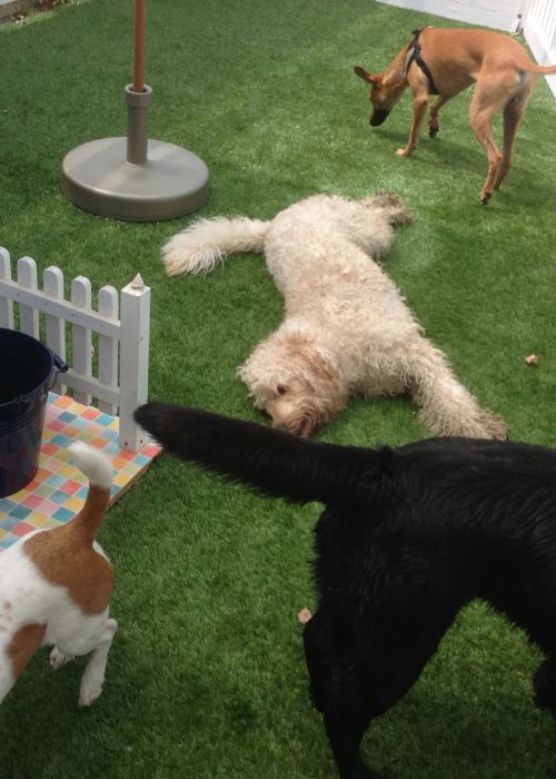 Hunde spielen auf Kunstrasen im Garten