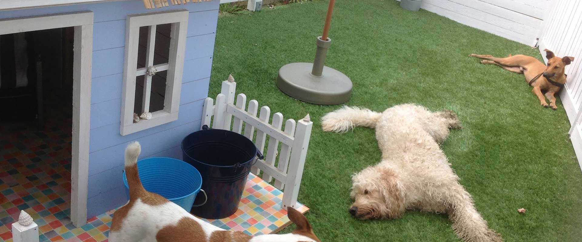 Hunde spielen glücklich im Kunstrasen Garten