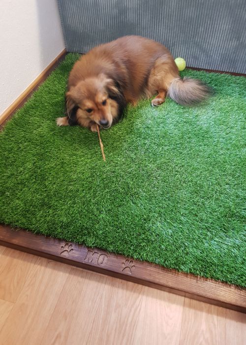 Hund liegt auf Kunstrasen Hundedecke