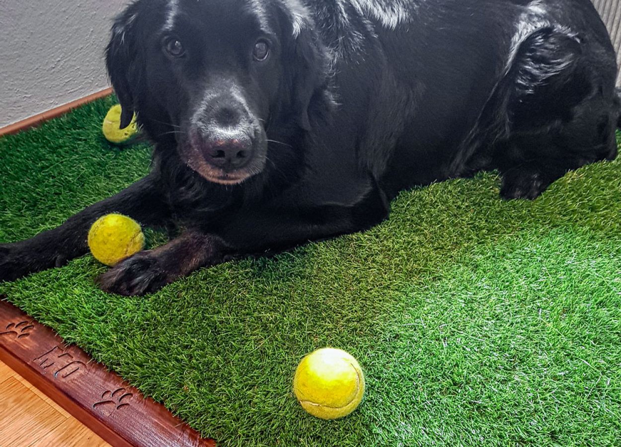 Hund auf Kunstrasen Hundedecke