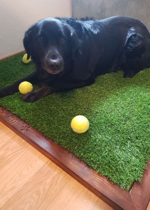 Hund liegt auf Kunstrasenhundedecke mit Bällen